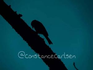 A beautiful silhouette of a bird on a branch